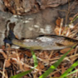 Meet your Posher, Richard lee